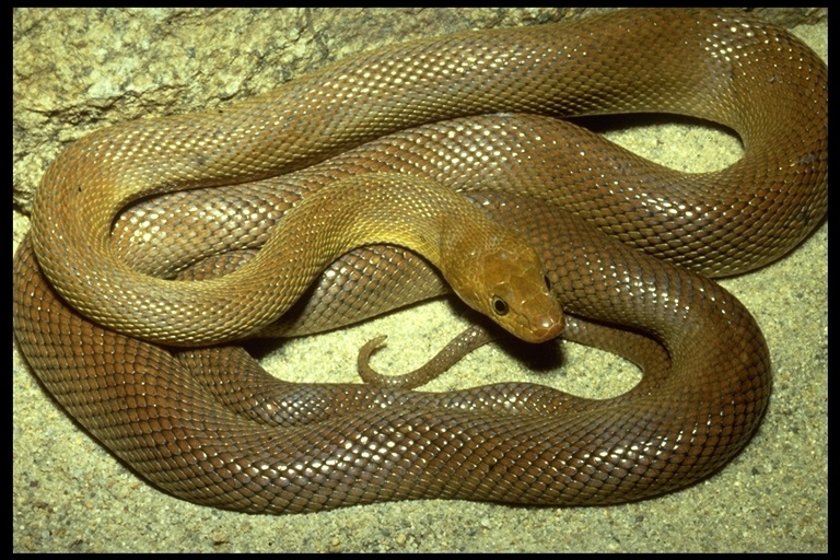 Image of Baja California Rat Snake