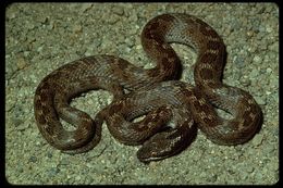 Image of Night Snake