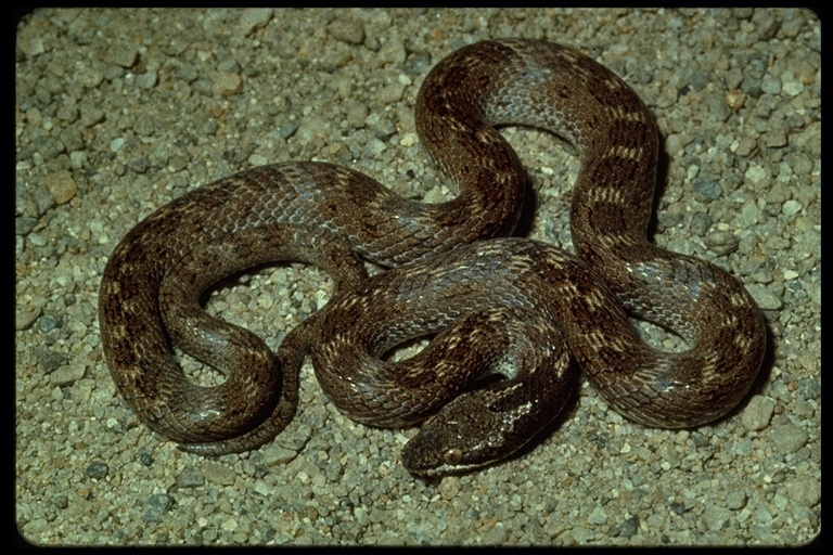 Image of Night Snake