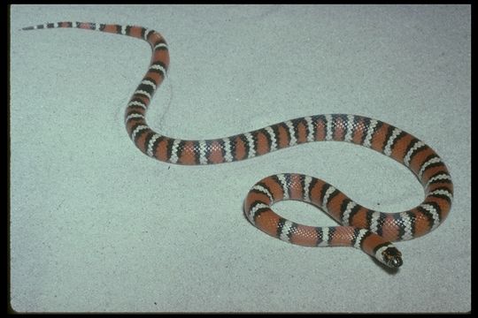 Image of <i>Lampropeltis zonata agalma</i>