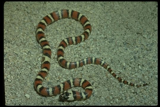 Image of <i>Lampropeltis zonata multicincta</i>