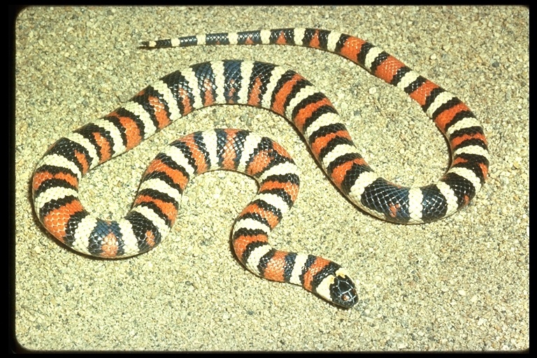 Image of <i>Lampropeltis zonata parvirubra</i>