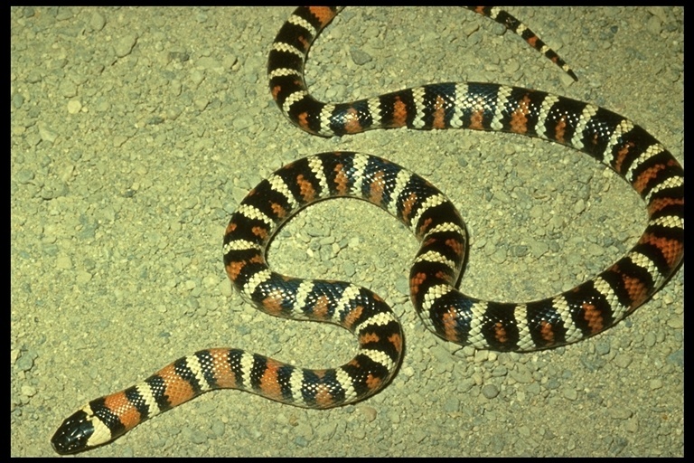 Image of <i>Lampropeltis zonata parvirubra</i>