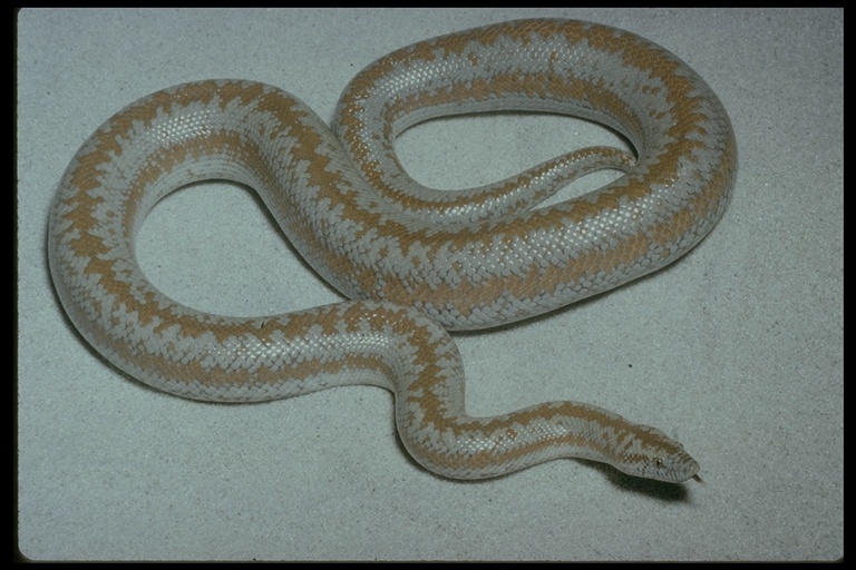 Image of <i>Lichanura trivirgata roseofusca</i>