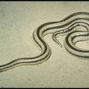 Image of Mexican Rosy Boa