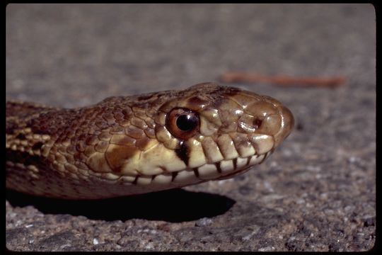 Image of Pine Snake