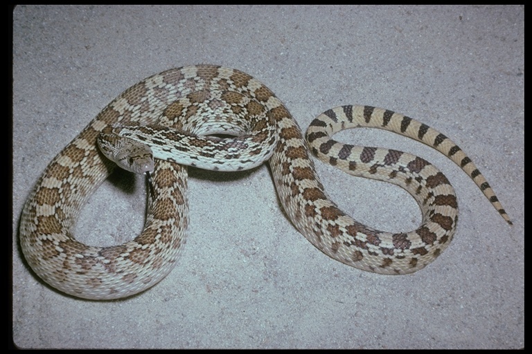 Pituophis catenifer affinis Hallowell 1852 resmi