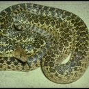 Image of Bullsnake