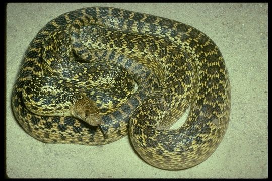 Image of Pituophis catenifer annectens Baird & Girard 1853