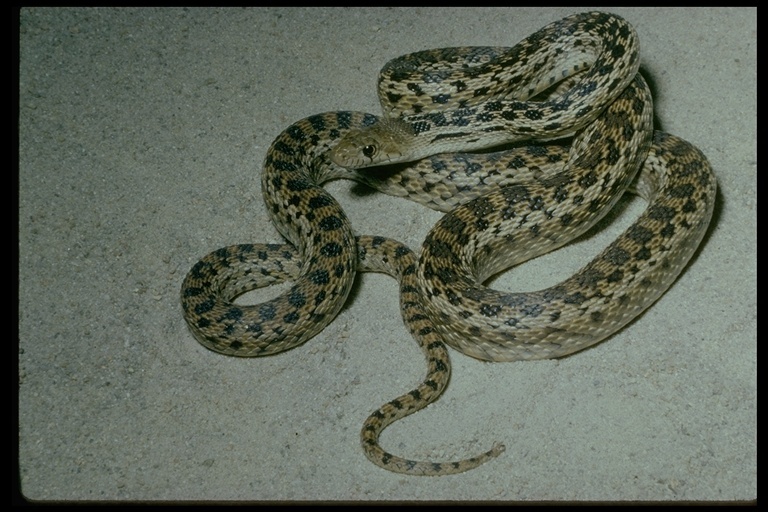 Pituophis catenifer annectens Baird & Girard 1853 resmi