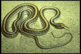 Image of Western Patch-nosed Snake