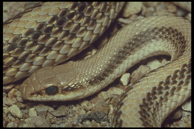 Image of Western Patch-nosed Snake