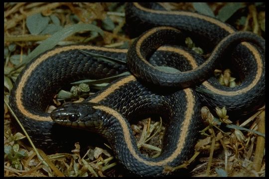 Image of Aquatic Gartersnake