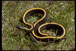 Image of Aquatic Gartersnake