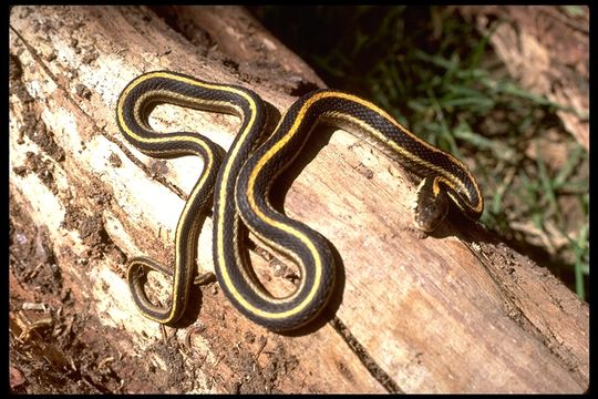 Image of Thamnophis elegans elegans (Baird & Girard 1853)