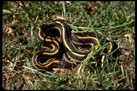 Image of Thamnophis elegans elegans (Baird & Girard 1853)