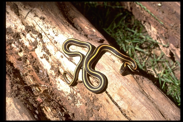 Image of Thamnophis elegans elegans (Baird & Girard 1853)