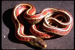 Image of Thamnophis elegans terrestris Fox 1951