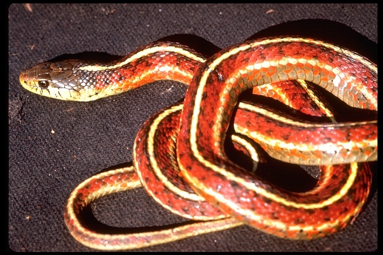 Imagem de Thamnophis elegans terrestris Fox 1951