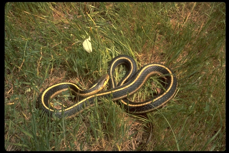 Image of Thamnophis elegans terrestris Fox 1951