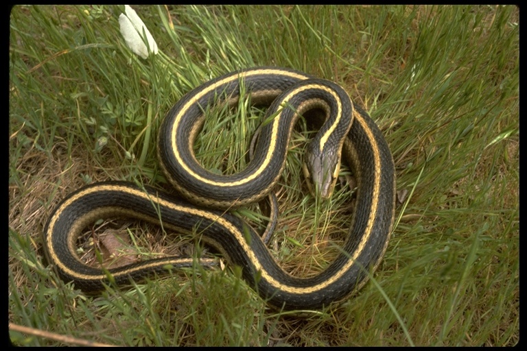 Image of Thamnophis elegans terrestris Fox 1951