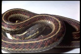 Image of Thamnophis elegans terrestris Fox 1951