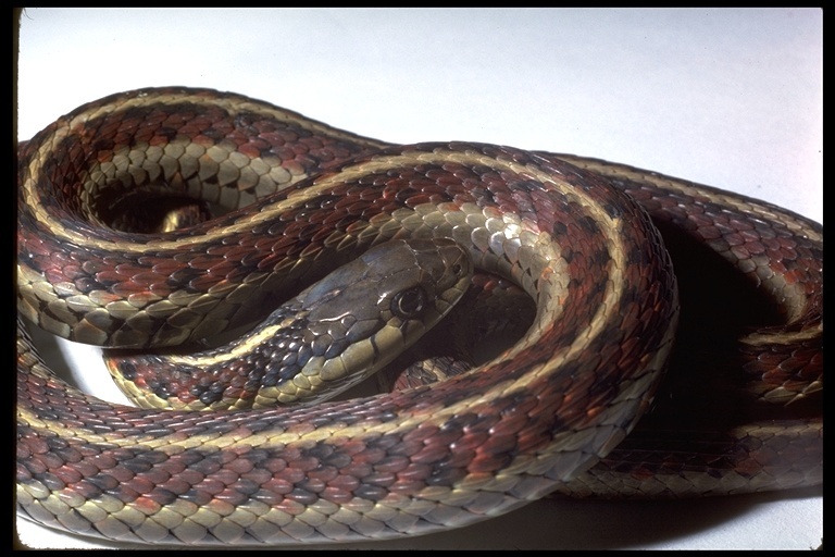 Imagem de Thamnophis elegans terrestris Fox 1951