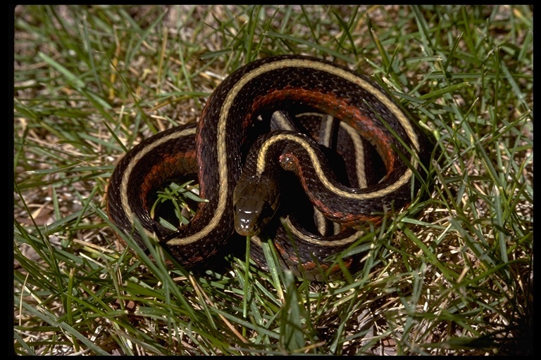 Image of Thamnophis elegans terrestris Fox 1951