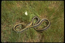 Imagem de Thamnophis elegans terrestris Fox 1951