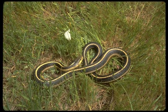 Image of Thamnophis elegans terrestris Fox 1951