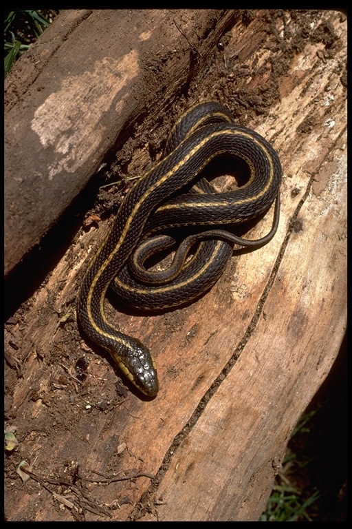 Image of Thamnophis elegans terrestris Fox 1951