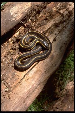 Image of Thamnophis elegans terrestris Fox 1951