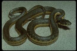 Plancia ëd Thamnophis hammondii (Kennicott 1860)