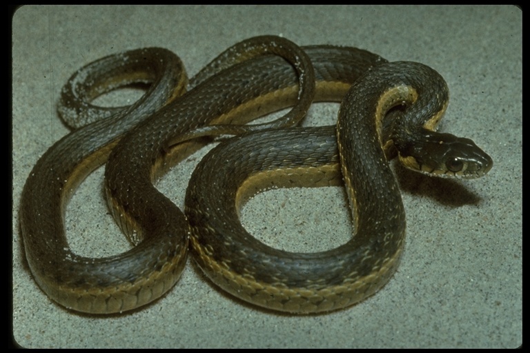 Image of Two-striped Garter Snake