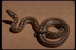 Image of Checkered Garter Snake