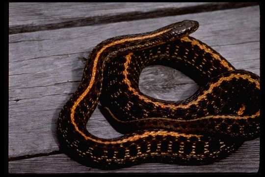 Image of Northwestern Garter Snake