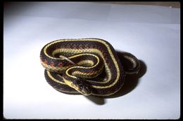 Image of Thamnophis sirtalis fitchi Fox 1951