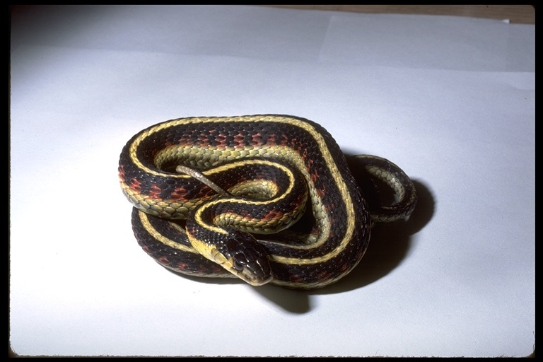 Image of Thamnophis sirtalis fitchi Fox 1951