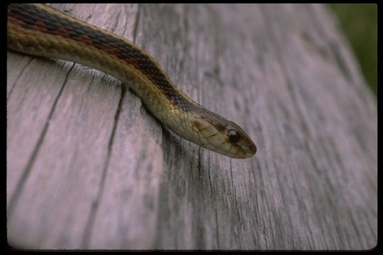 Image of Thamnophis sirtalis infernalis (Blainville 1835)