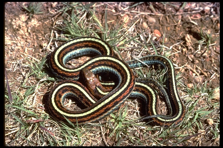Image of San Francisco garter snake