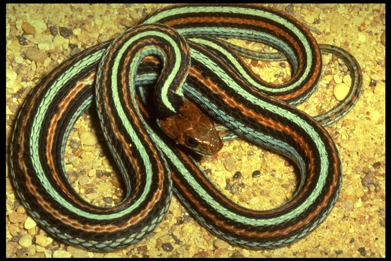 Image of San Francisco garter snake