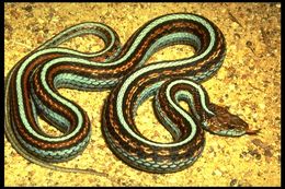 Image of San Francisco garter snake