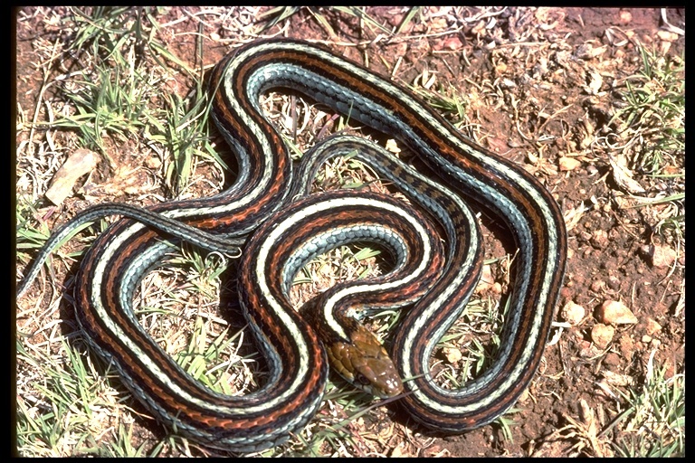 Image of San Francisco garter snake