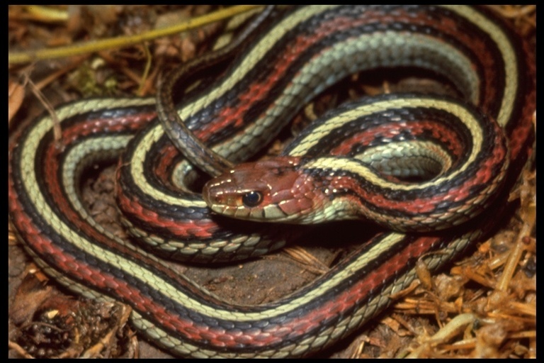 Image of San Francisco garter snake