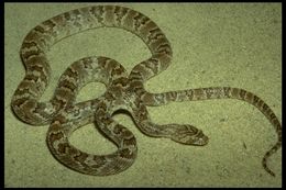 Image of Sonoran Lyresnake