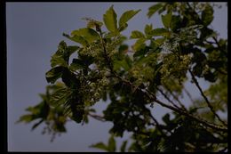 Image of Pacific poison oak