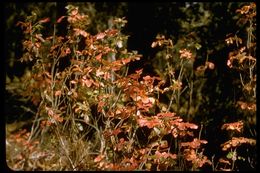 Image of Pacific poison oak