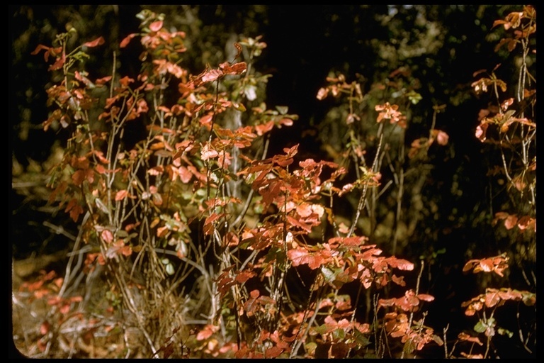 Image of Pacific poison oak