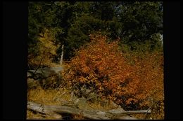 Image of Pacific poison oak