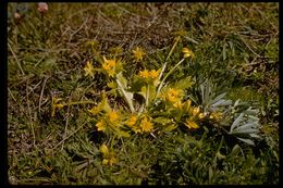 Image of Bear's-foot Sanicle